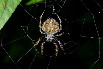 Image showing spider, ranomafana, madagascar