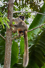 Image showing common brown lemur, andasibe