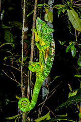 Image showing parson’s chameleon, andasibe