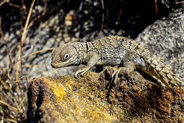 Image showing oplurus cyclurus, isalo