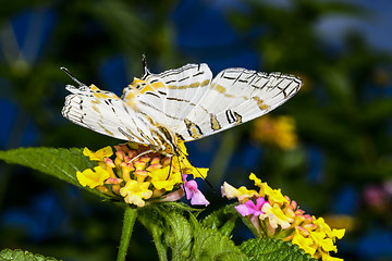 Image showing african map butterfly, ranomafana