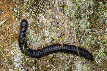Image showing millipede, ranomafana, madagascar