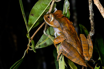 Image showing boophis madagascariensis, andasibe