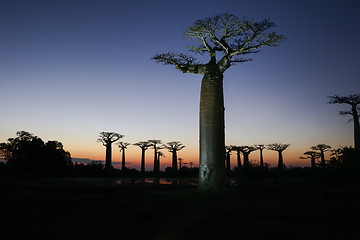 Image showing baobab avenue, menabe