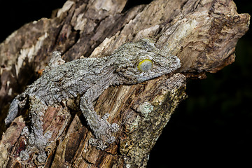 Image showing giant leaf-tail gecko, marozevo