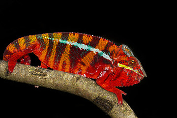 Image showing panther chameleon, marozevo