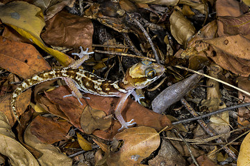 Image showing big headed gecko, kirindy