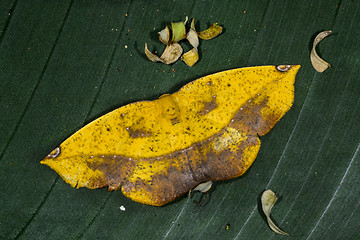 Image showing moth, epigynopteryx ansorgei, ranomafana