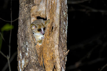 Image showing grey mouse lemur, kirindy