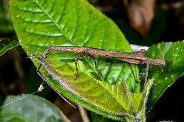 Image showing stick insect, andasibe