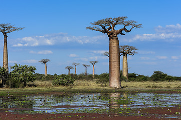 Image showing baobab avenue, menabe