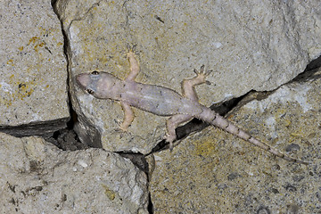 Image showing hemidactylus mercatorius, ifaty