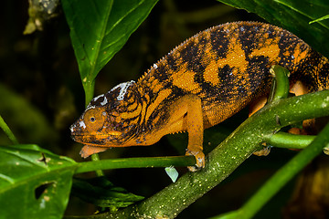 Image showing panther chameleon, marozevo