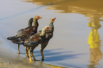 Image showing chickens drinking water from the river, near menabe