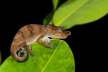 Image showing big-nosed chameleon, calumma nasutum, andasibe