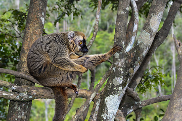 Image showing red-fronted brown lemur, lemur island, andasibe