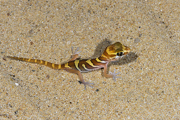 Image showing big headed gecko, ifaty