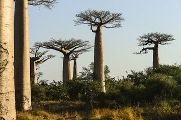 Image showing baobab avenue, menabe