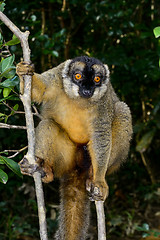 Image showing common brown lemur, lemur island, andasibe