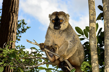 Image showing red-fronted brown lemur, lemur island, andasibe