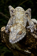 Image showing giant leaf-tail gecko, marozevo