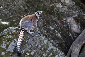 Image showing ring-tailed lemur, isalo, madagascar