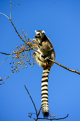 Image showing ring-tailed lemur, lemur catta, anja