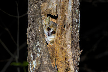 Image showing grey mouse lemur, kirindy