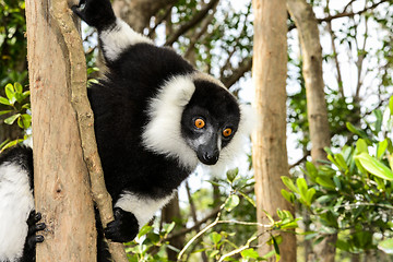 Image showing black-and-white ruffed lemur, lemur island, andasibe