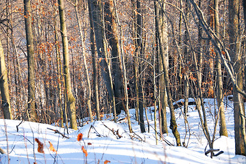 Image showing Winter forest