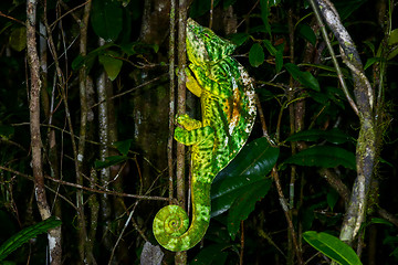 Image showing parson’s chameleon, andasibe