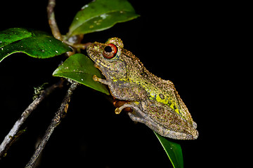 Image showing guibe\'s warty treefrog, andasibe