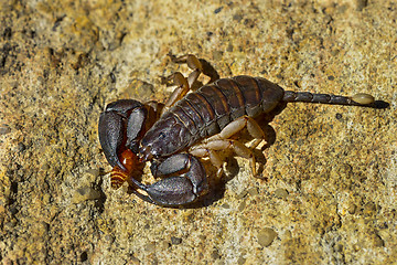 Image showing opisthacanthus madagascariensis, isalo