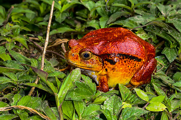 Image showing tomato frog, dyscophus antongilii, marozevo