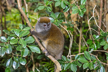 Image showing grey bamboo lemur, lemur island, andasibe