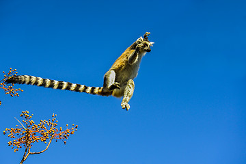 Image showing ring-tailed lemur, lemur catta, anja
