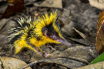 Image showing lowland streaked tenrec , andasibe