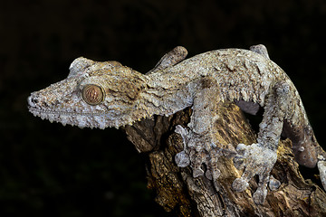 Image showing giant leaf-tail gecko, marozevo