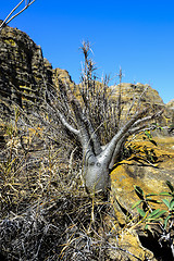 Image showing elephant’s-foot, isalo, madagascar