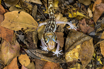 Image showing big headed gecko, kirindy