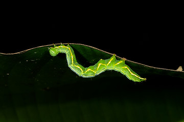 Image showing moth caterpillar, ranomafana, madagascar