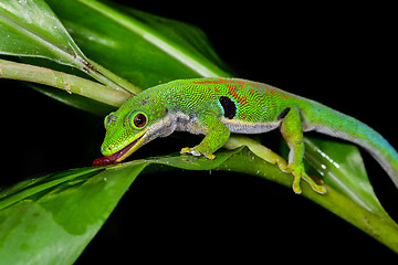 Image showing peacock day gecko, phelsuma quadriocellata