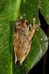 Image showing boophis madagascariensis, ranomafana