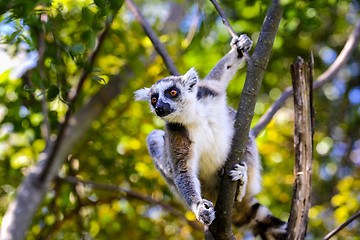 Image showing ring-tailed lemur, lemur catta, anja