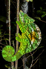 Image showing parson’s chameleon, andasibe