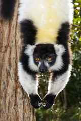 Image showing black-and-white ruffed lemur, lemur island, andasibe