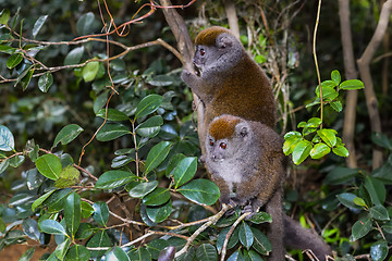 Image showing grey bamboo lemur, lemur island, andasibe