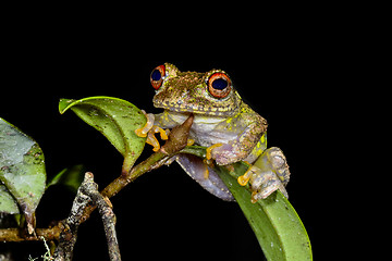 Image showing guibe\'s warty treefrog, andasibe