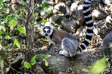 Image showing ring-tailed lemur, lemur catta, anja