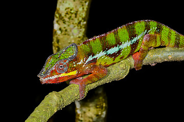 Image showing panther chameleon, marozevo, madagascar